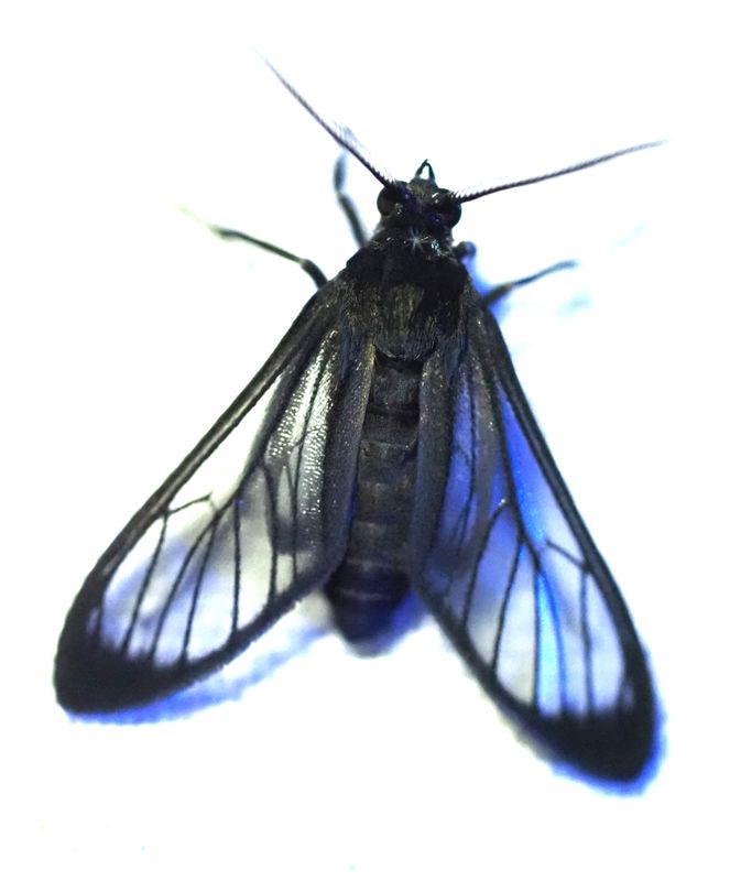 Loxophlebia sp.