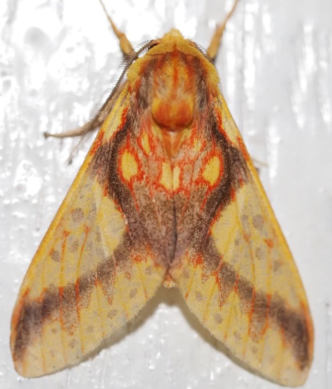 Symphlebia sp.