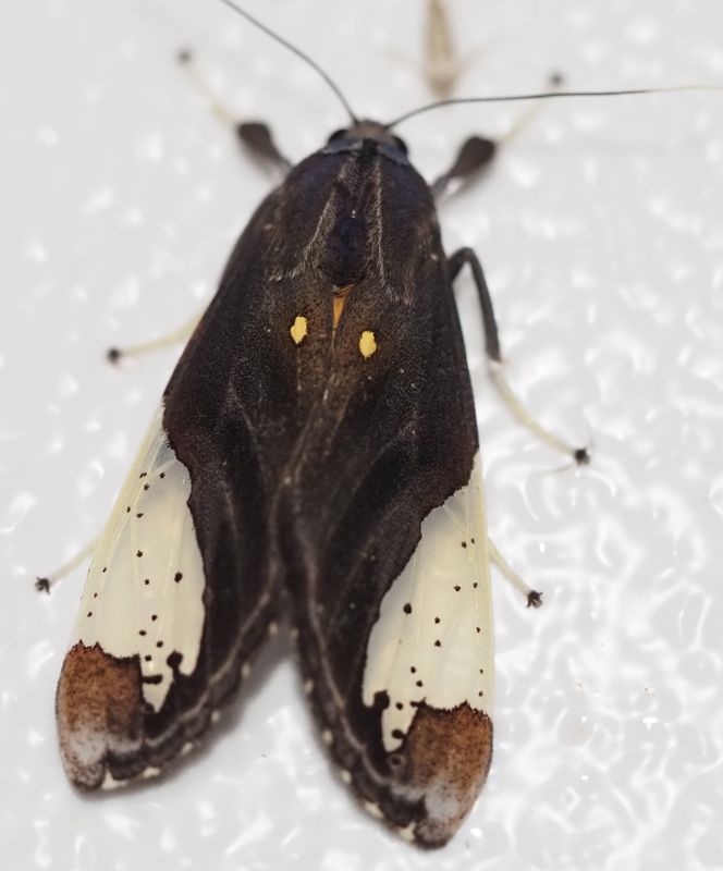Symphlebia sp.