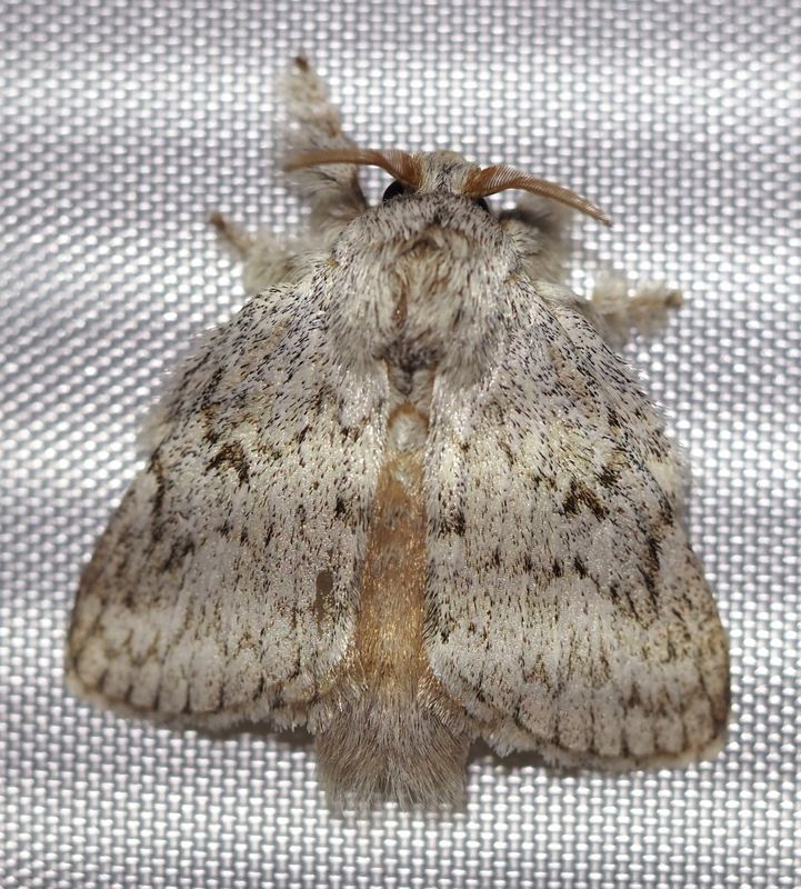 Lepidoptera