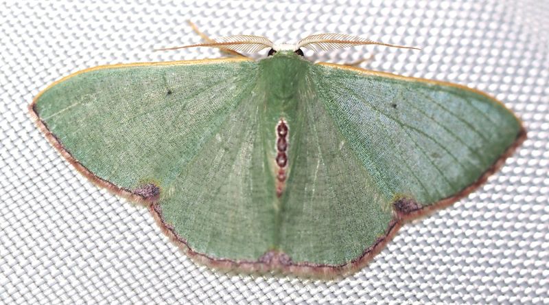 Synchlora astraeoides, Emerald