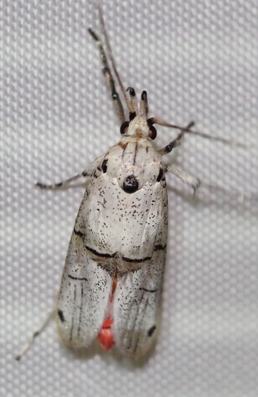Moth