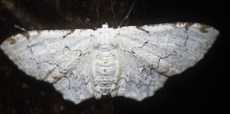 Thyrinteina arnobia