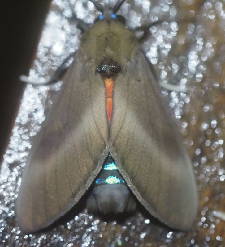 Moth