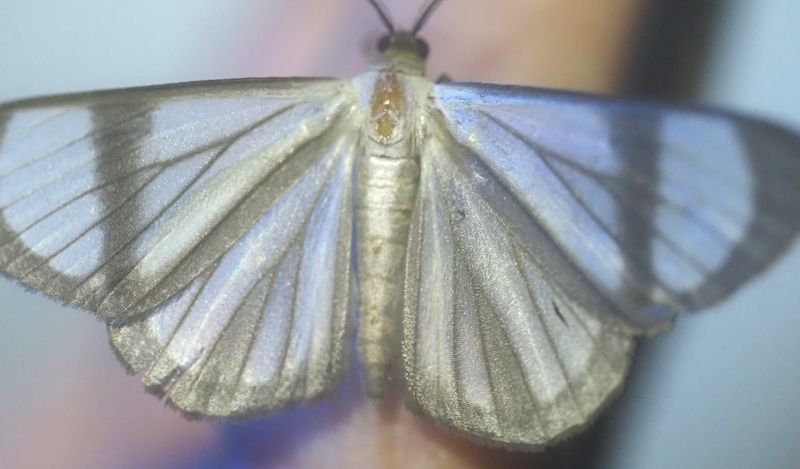 Perigramma sp.