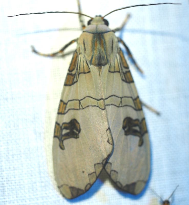 Phaegopterina sp.