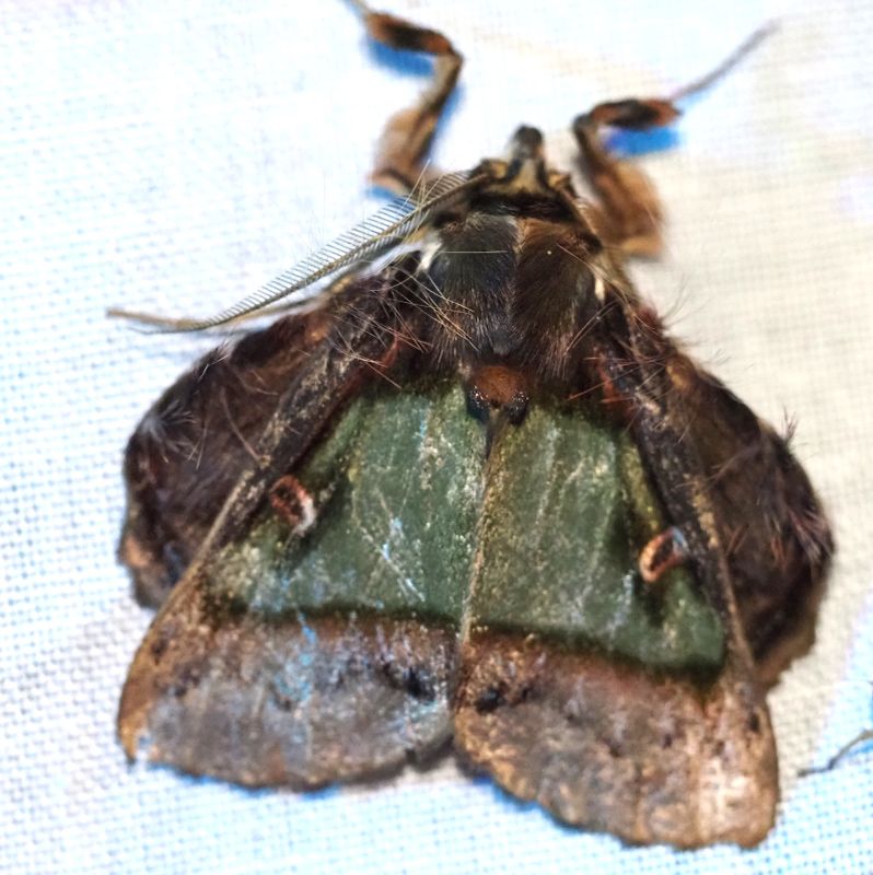 Emeraldine - Ceroctena amynta