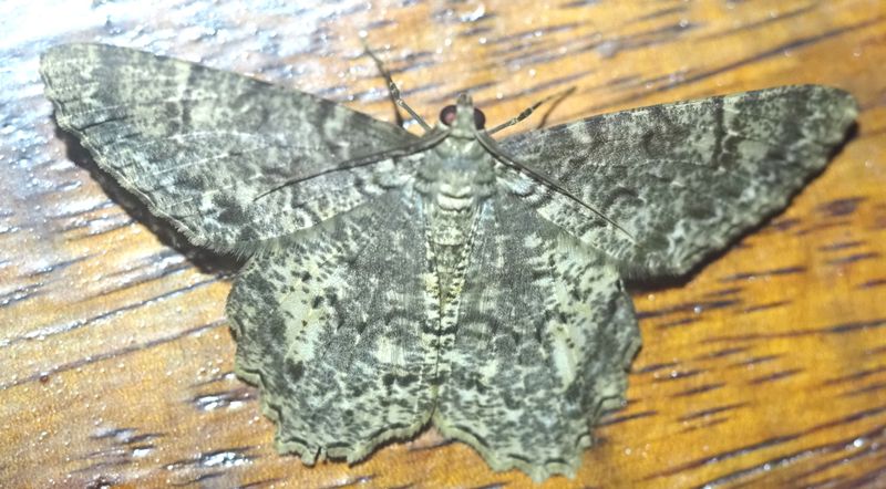 Ennominae sp.