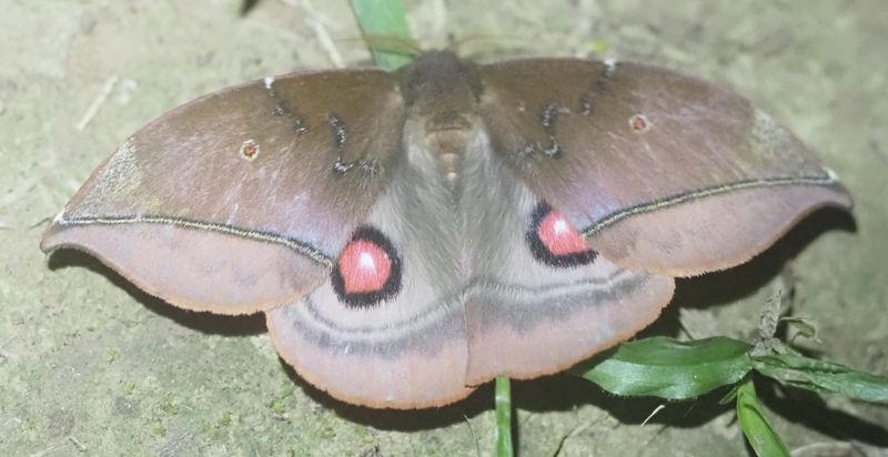 Gamelia sp.