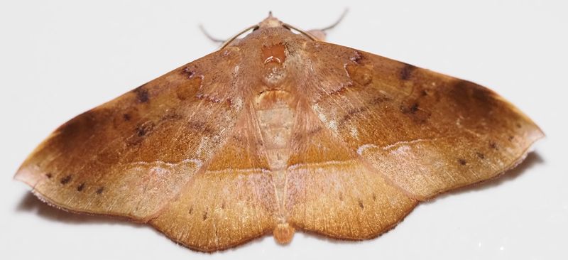 Herbita sp.