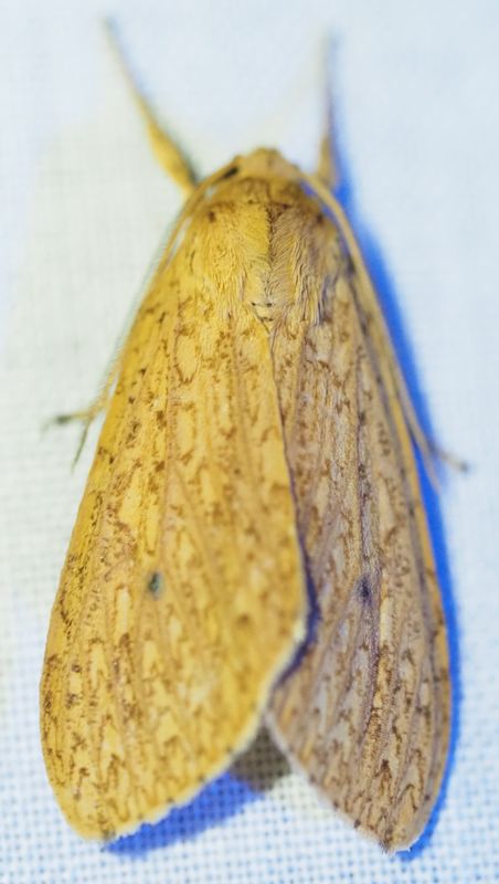 Leucanopsis aurantiaca
