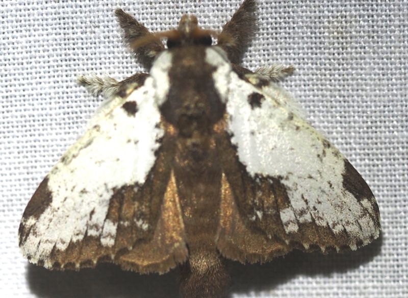 Malocampa sp.
