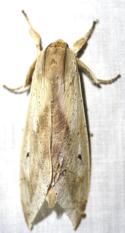 Myelobia sp.
