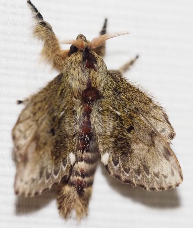 Euglyphis submarginalis