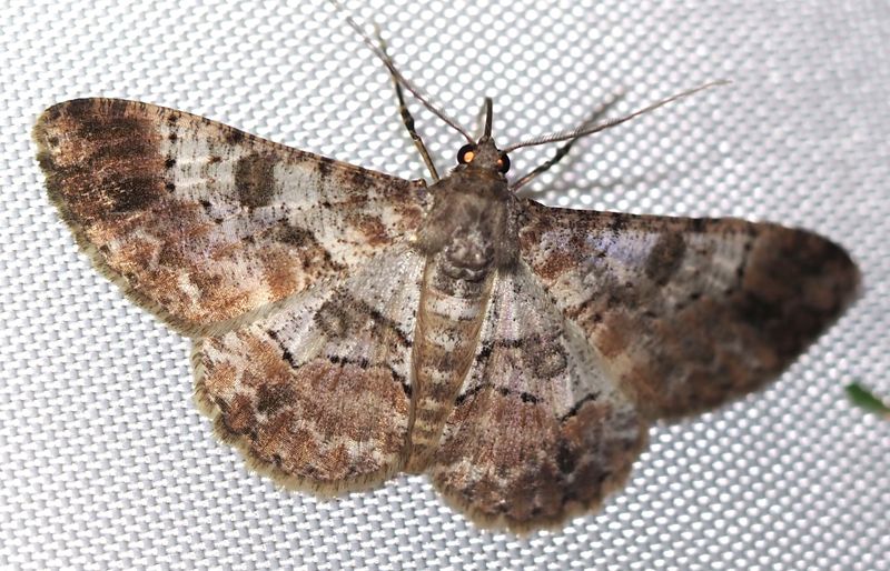 Hymenomima sp.