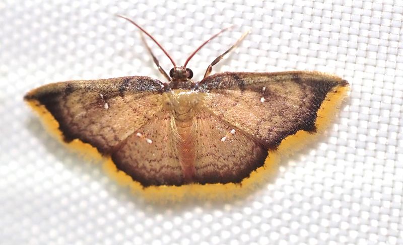 Tricentra sp.