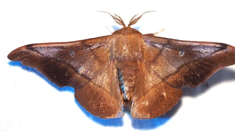 Reinmara enthona