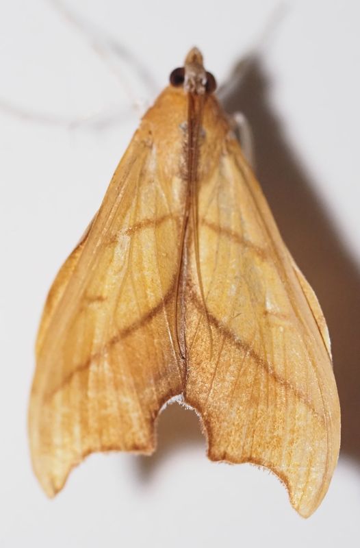 Sparagmia gonoptera