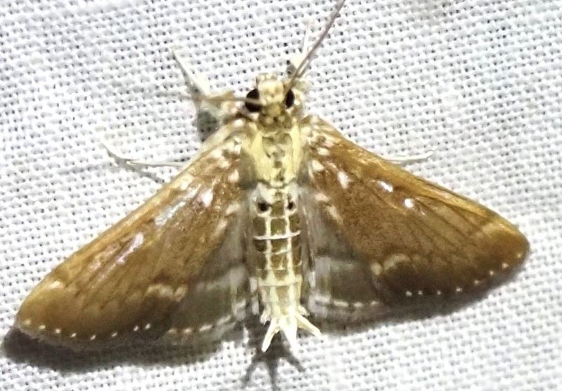 Syllepte sp.