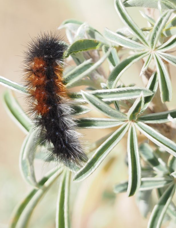 Caterpillar