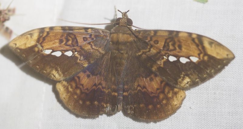 Erebinae sp.
