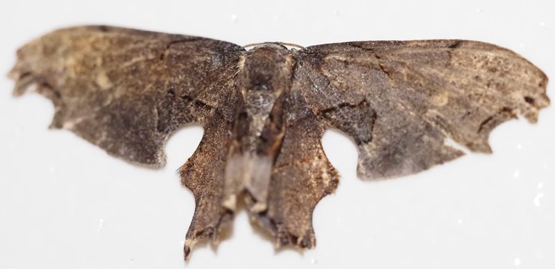 Epipleminae Scoopwing Moths