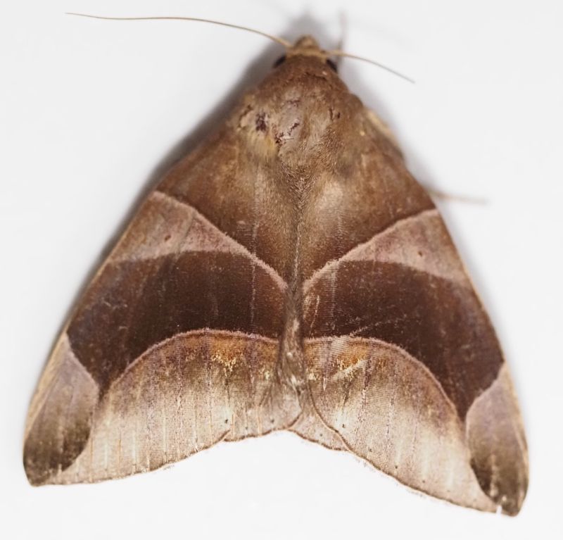 Dysgonia purpurata