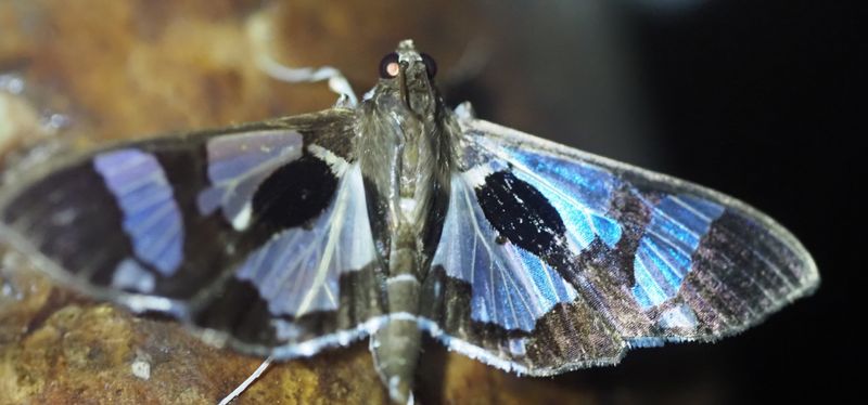 Desmia bajulalis