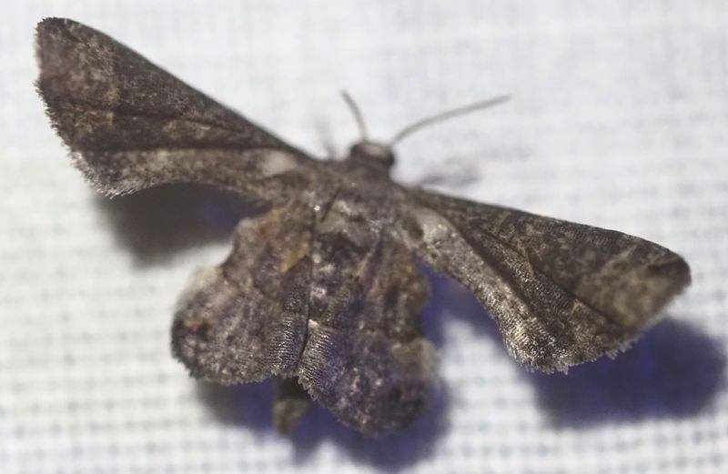 Epiplema sp.