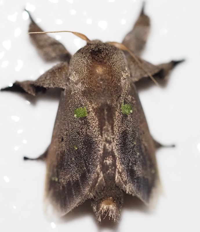 Complex Euclea cippus