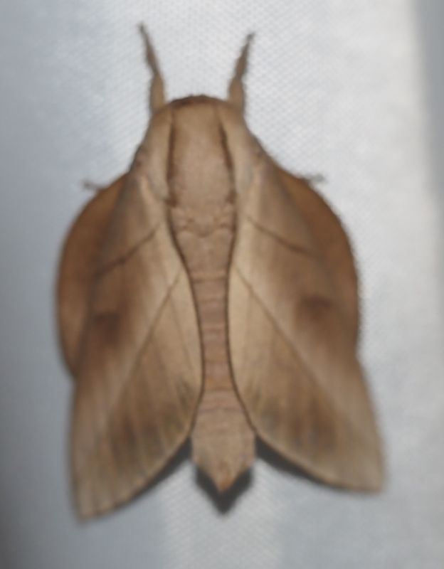 Citioica sp.