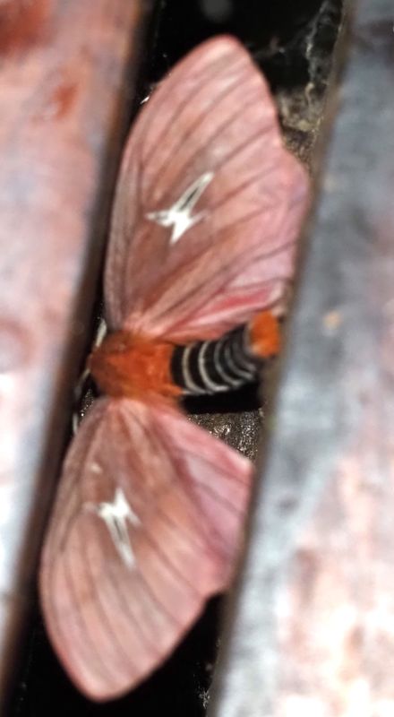 Cerodirphia sp.