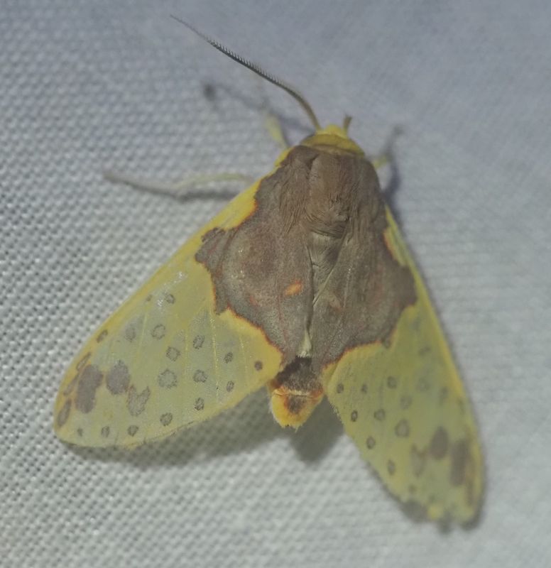 Amaxia sp.