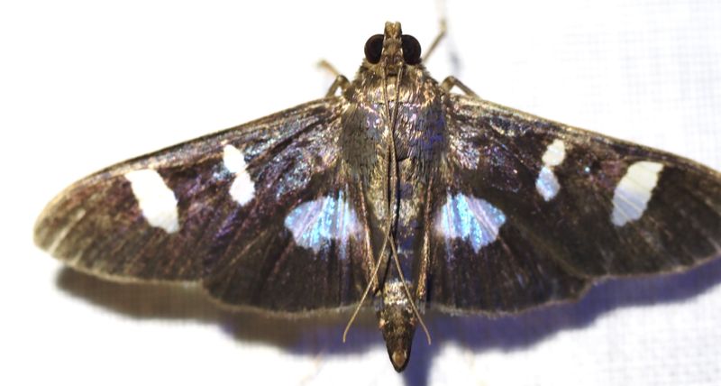 Desmia bajulalis
