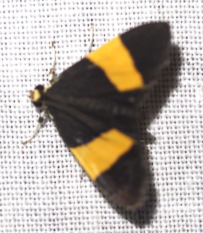 Aclytia heber