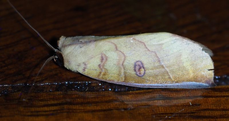 Canodia difformis sp.