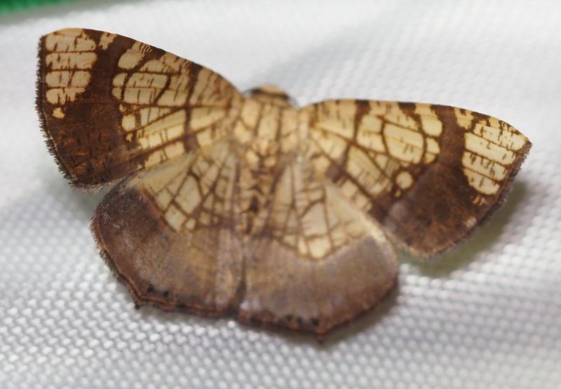 Melinodes sp.