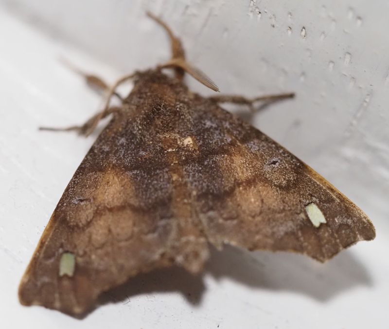 Moth