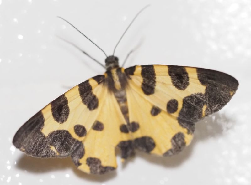 Pantherodes pardalaria
