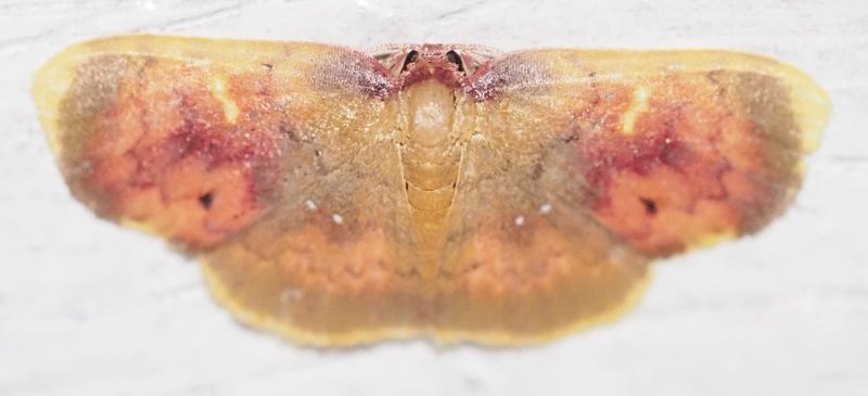 Tricentra sp.