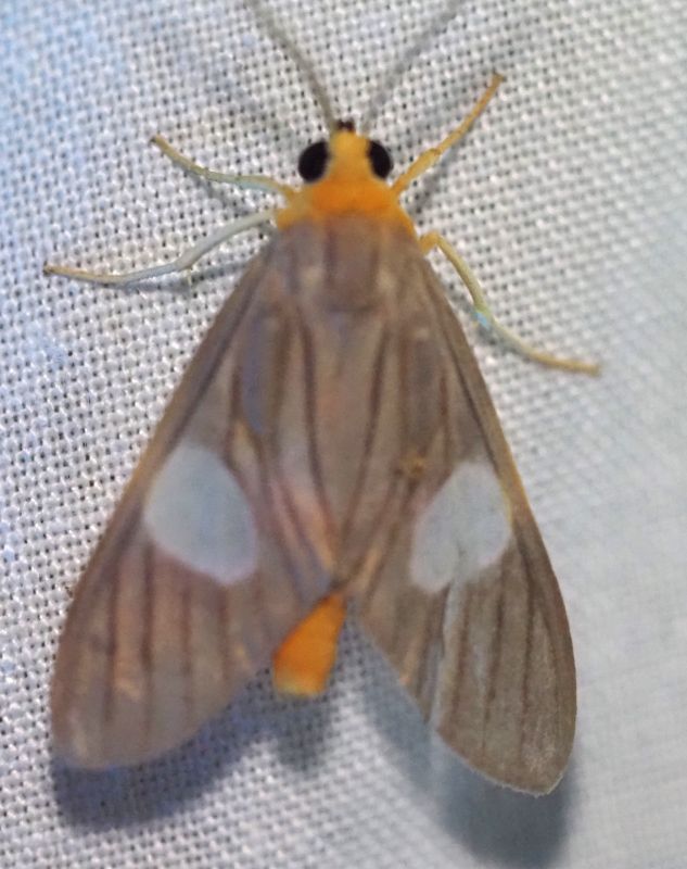 Trichromia sp.