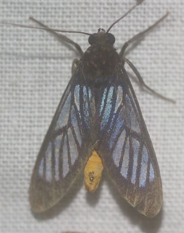 Syntomostola xanthosoma