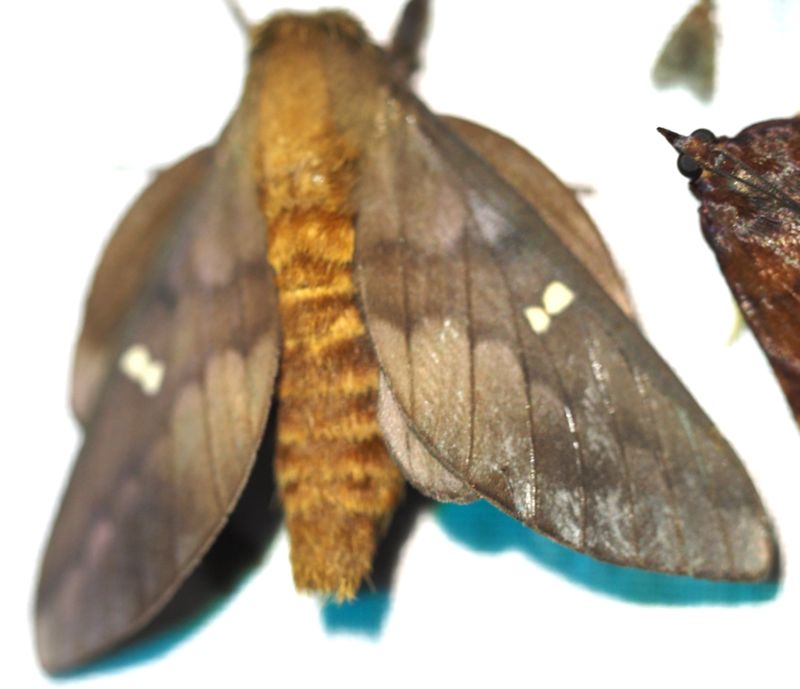 Ptiloscola sp.