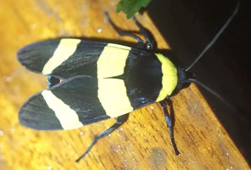 Viviennea sp.