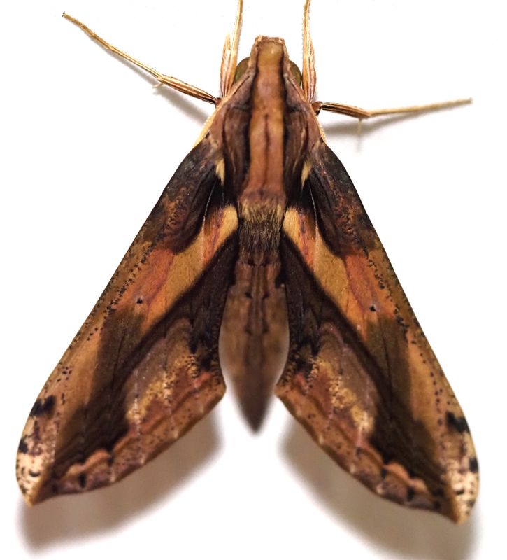 Xylophanes ceratomioides