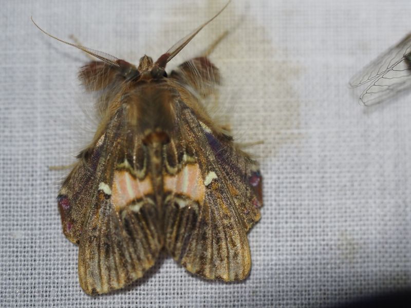 Walker's Moth, Sosxetra grata
