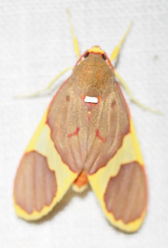Trichromia sp.