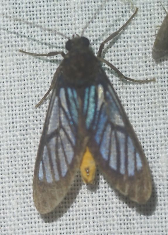 Arctiini sp.
