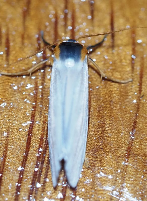Agylla sp.