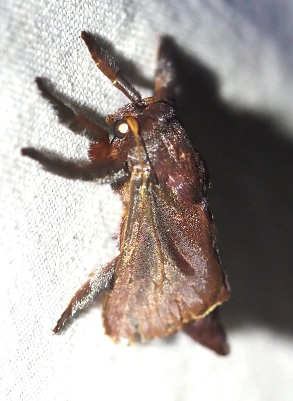 Acharia sp.
